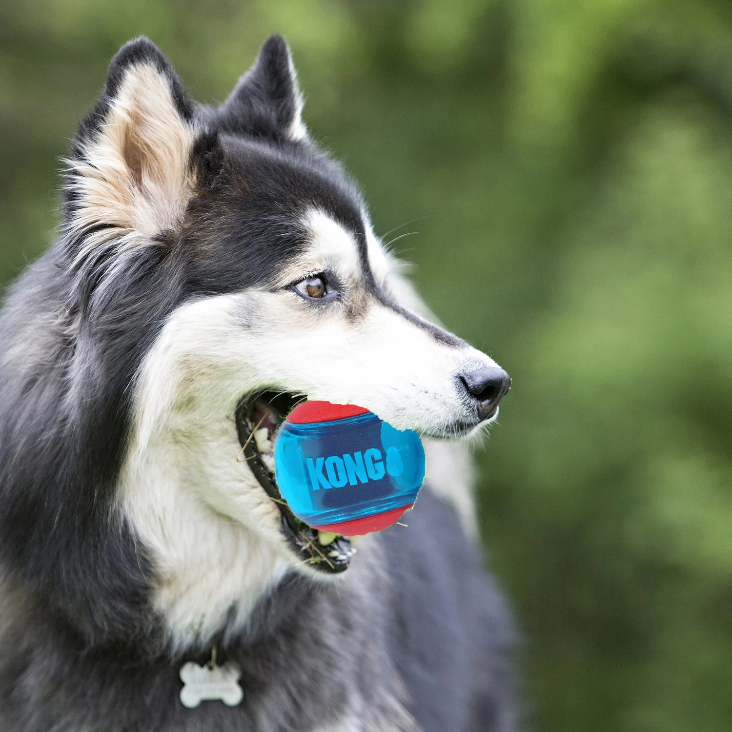 Kong Hondenspeelgoed Squeezz Action Bal Large Rood/blauw D 8 Cm 2 Stuks - Afbeelding 3