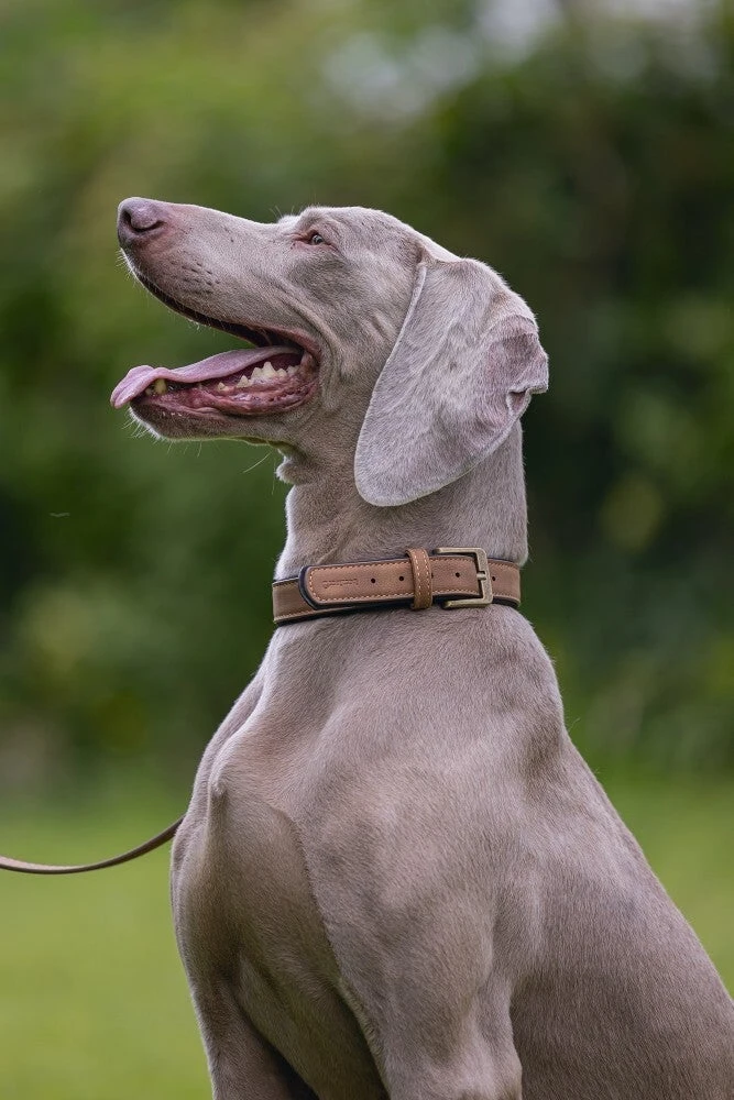 Beeztees Hondenhalsband Balacron Ax Bruin 38-48 X 2,5 Cm - Afbeelding 7