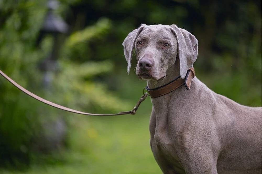 Beeztees Hondenriem Balacron Bruin 100 X 2,5 Cm - Afbeelding 3