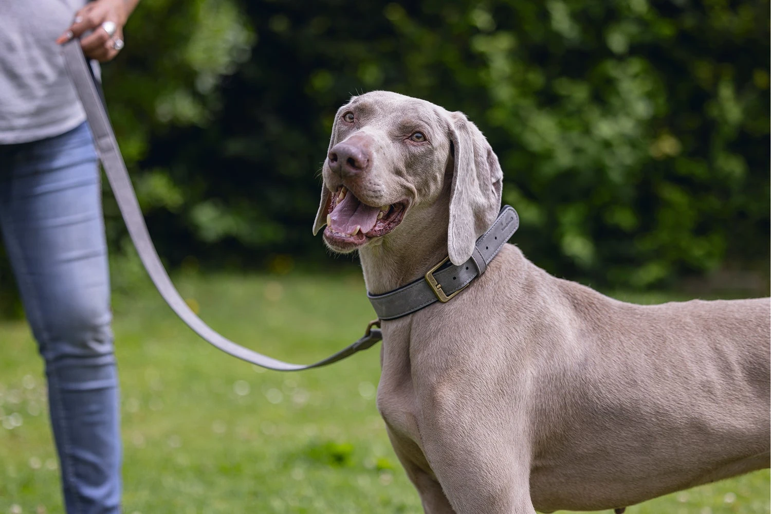 Beeztees Hondenhalsband Balacron Ax Grijs 43-53 X 2,5 Cm - Afbeelding 7