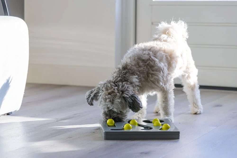 Beeztees Hondenspeelgoed Brain Game Looki Grijs 28 X 28 X 4,5 Cm - Afbeelding 3