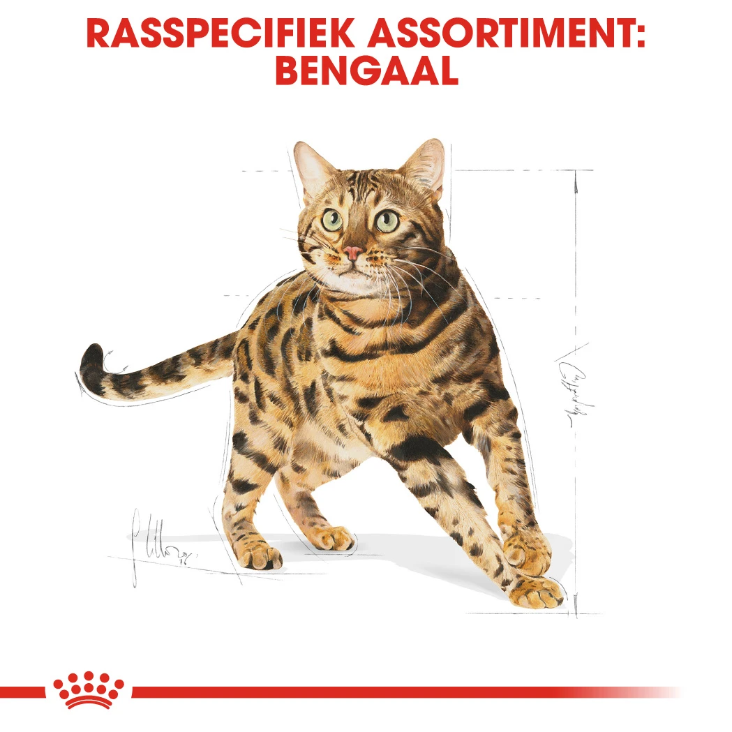 Royal Canin Bengal Adult Kattenvoer 2kg - Afbeelding 3
