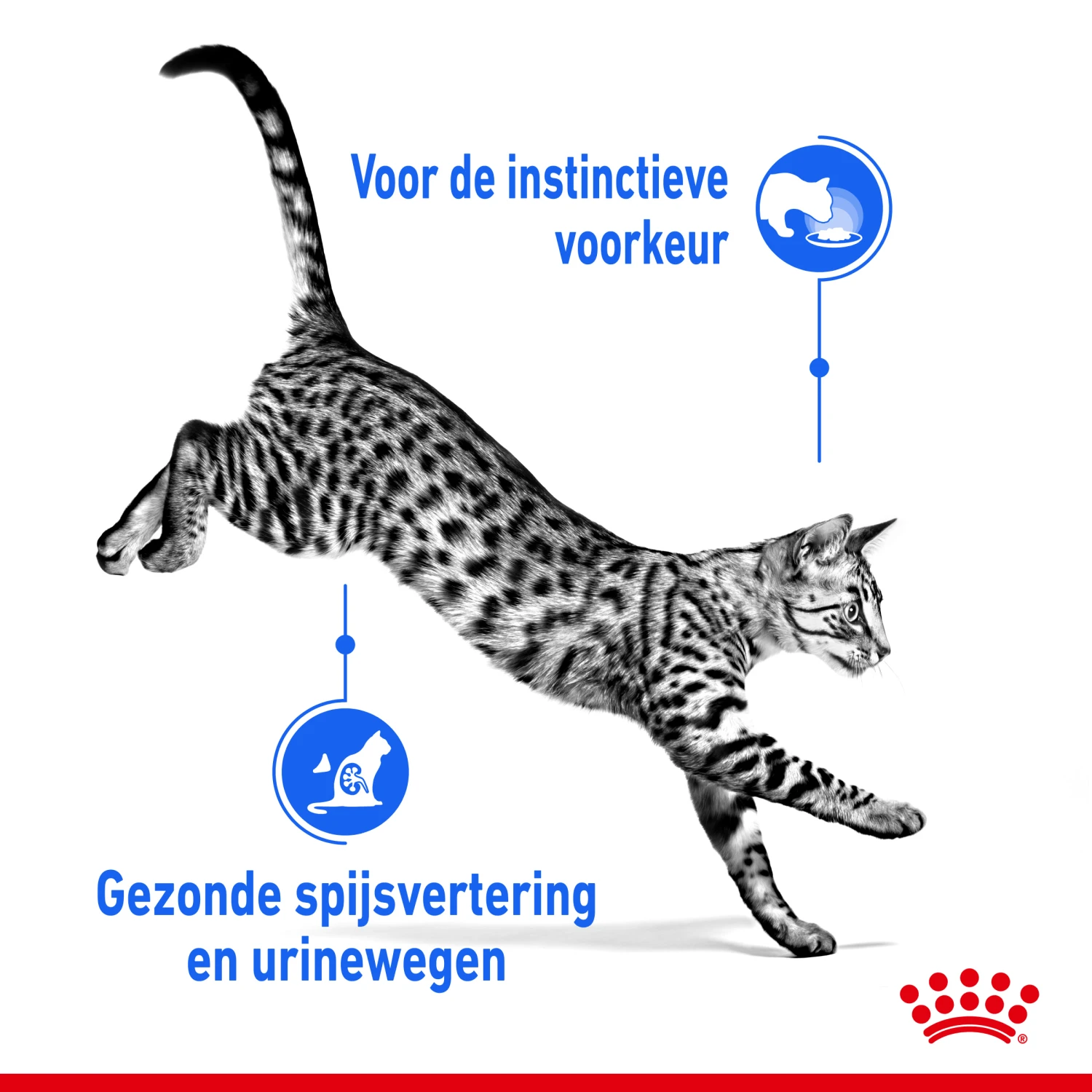 Royal Canin Indoor Sterilised In Jelly Kattenvoer 12x85g - Afbeelding 3