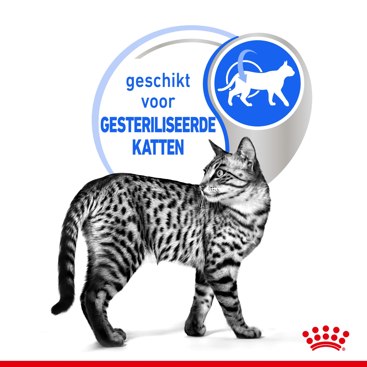 Royal Canin Indoor Sterilised In Jelly Kattenvoer 12x85g - Afbeelding 4